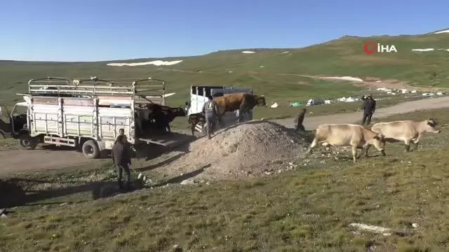 Onlarca büyükbaş hayvanı kamyonlarla yaylalara götürüyorlar Onlarca büyükbaş hayvanı kamyonlarla yaylalara götürüyorlar