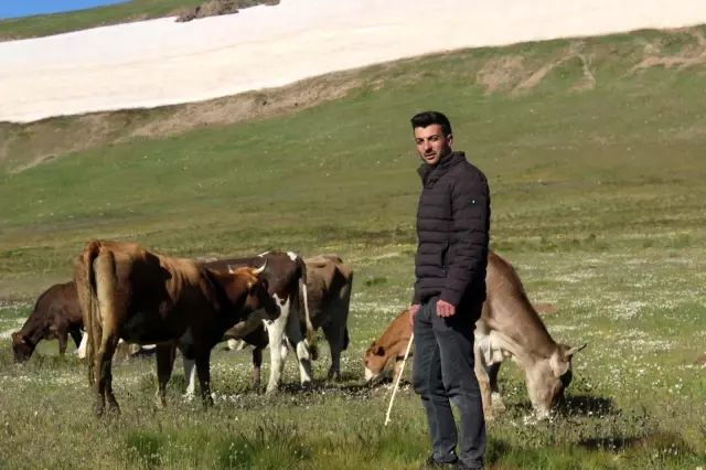 Onlarca büyükbaş hayvanı kamyonlarla yaylalara götürüyorlar Onlarca büyükbaş hayvanı kamyonlarla yaylalara götürüyorlar