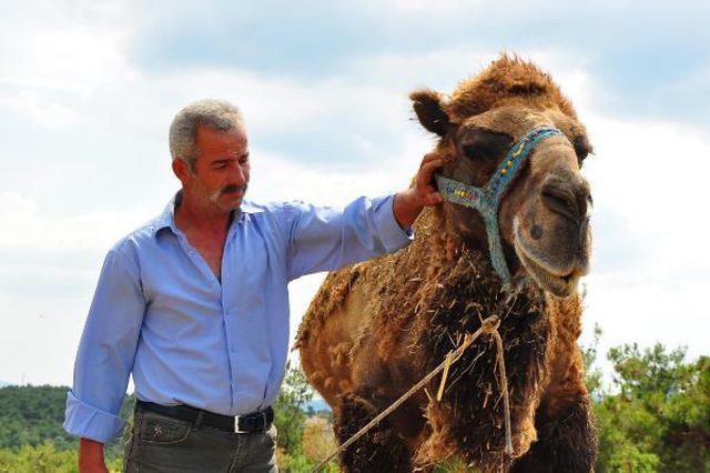 Şampiyon dövüşçü deve kurban için 40 bin liradan satışa çıktı Şampiyon dövüşçü deve kurban için 40 bin liradan satışa çıktı
