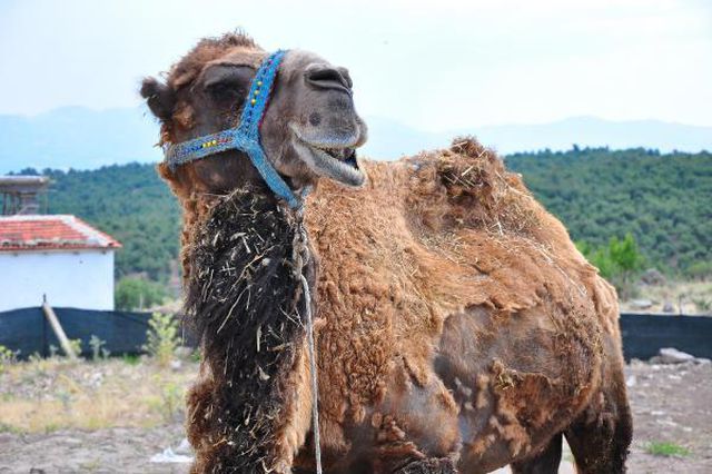 Şampiyon dövüşçü deve kurban için 40 bin liradan satışa çıktı Şampiyon dövüşçü deve kurban için 40 bin liradan satışa çıktı