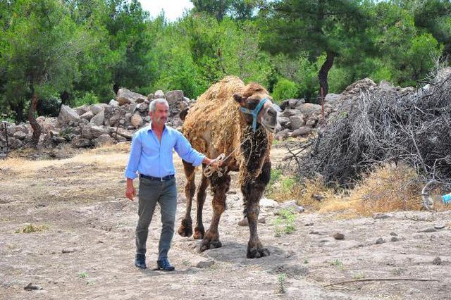 Şampiyon dövüşçü deve kurban için 40 bin liradan satışa çıktı Şampiyon dövüşçü deve kurban için 40 bin liradan satışa çıktı