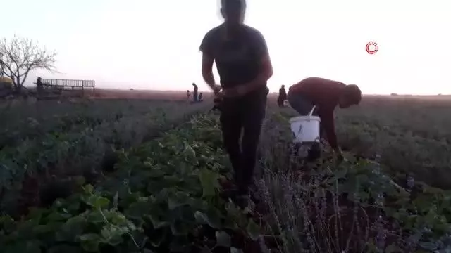 Şanlıurfa'da şelengo hasadı başladı