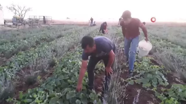 Şanlıurfa'da şelengo hasadı başladı