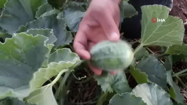 Şanlıurfa'da şelengo hasadı başladı
