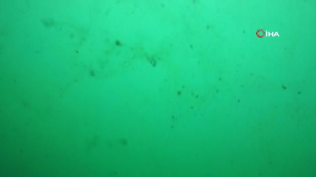 su altindaki musilaj felaketini boyle gosterd 14200231 o