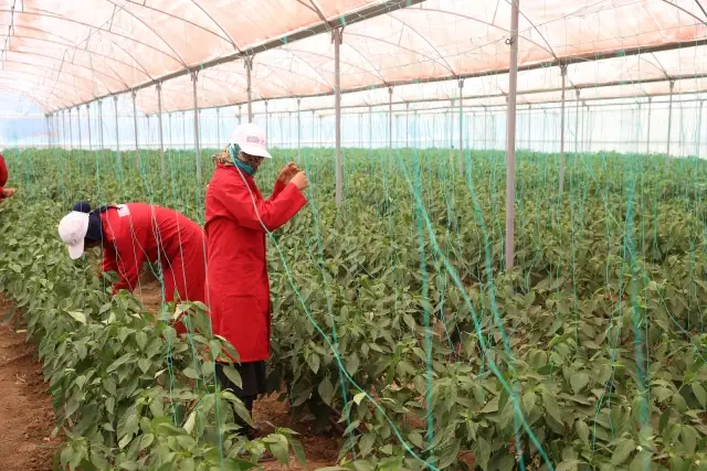 Uygulamalı tarım ve hayvancılık eğitimi istihdam kapısı oldu
