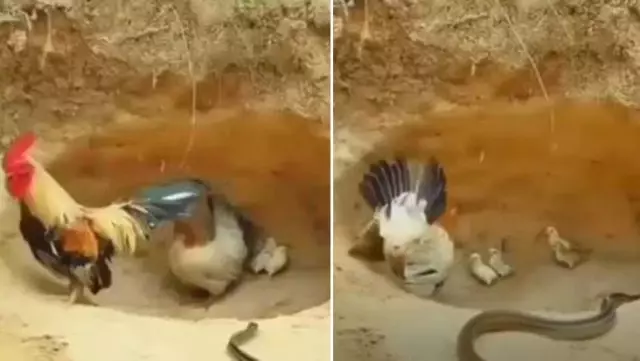 Yılanın civcivlere saldırısı anbean görüntülendi! Horoz kaçtı, anne tavuk ölümüne kafa tuttu Yılanın civcivlere saldırısı anbean görüntülendi! Horoz kaçtı, anne tavuk ölümüne kafa tuttu