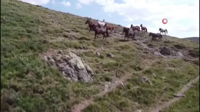 Yılkı atları böyle görüntülendi Yılkı atları böyle görüntülendi