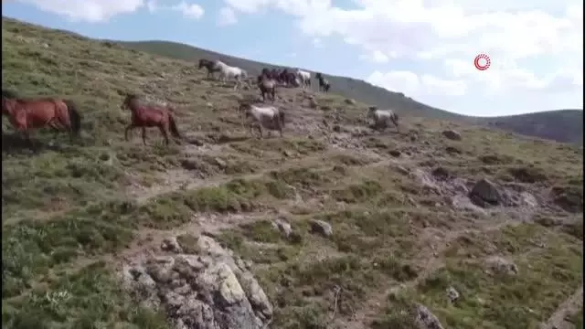 Yılkı atları böyle görüntülendi Yılkı atları böyle görüntülendi