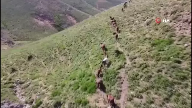 Yılkı atları böyle görüntülendi Yılkı atları böyle görüntülendi