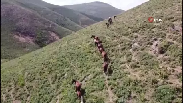 Yılkı atları böyle görüntülendi Yılkı atları böyle görüntülendi