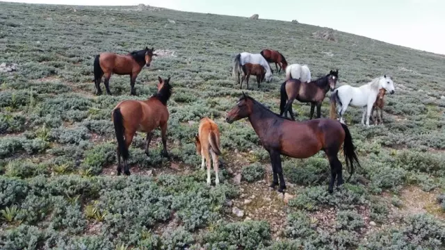 Yılkı atları tüm güzellikleriyle drone ile havadan görüntülendi Yılkı atları tüm güzellikleriyle drone ile havadan görüntülendi