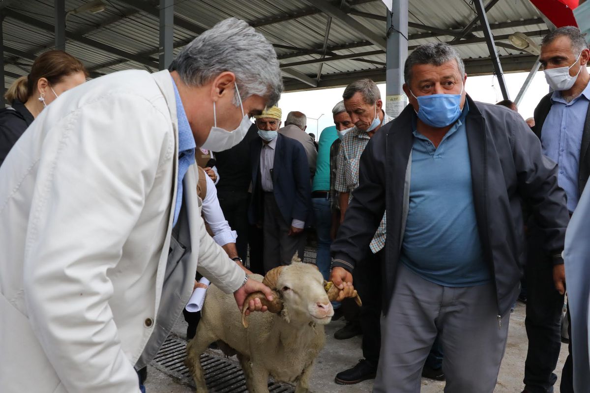 140 Damızlık koç üreticilere teslim edildi