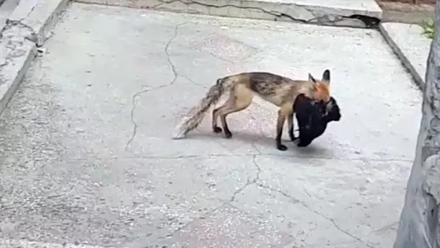Aç kalan tilki şehre indi, avladığı tavuğu kaçırırken böyle görüntülendi Aç kalan tilki şehre indi, avladığı tavuğu kaçırırken böyle görüntülendi