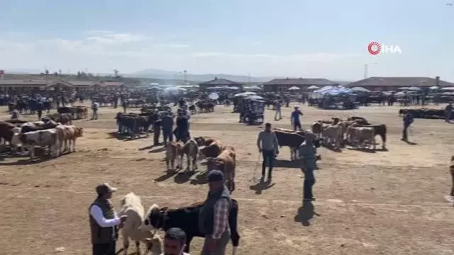 Ağrı'da kurbanlıklar pandemi gölgesinde görücüye çıktı Ağrı'da kurbanlıklar pandemi gölgesinde görücüye çıktı