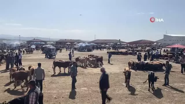 Ağrı'da kurbanlıklar pandemi gölgesinde görücüye çıktı Ağrı'da kurbanlıklar pandemi gölgesinde görücüye çıktı