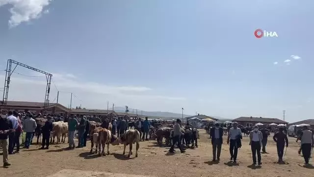 Ağrı'da kurbanlıklar pandemi gölgesinde görücüye çıktı Ağrı'da kurbanlıklar pandemi gölgesinde görücüye çıktı