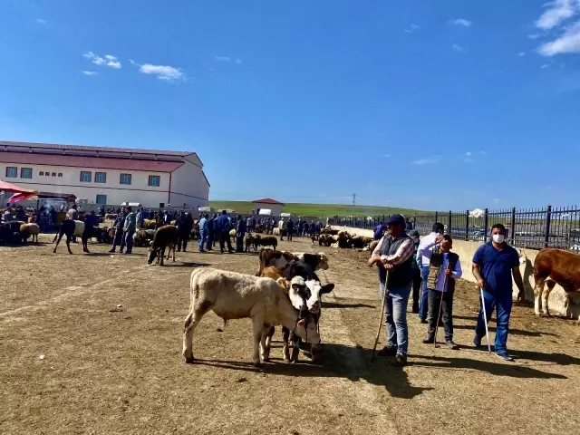 Ağrı'da kurbanlıklar pandemi gölgesinde görücüye çıktı Ağrı'da kurbanlıklar pandemi gölgesinde görücüye çıktı