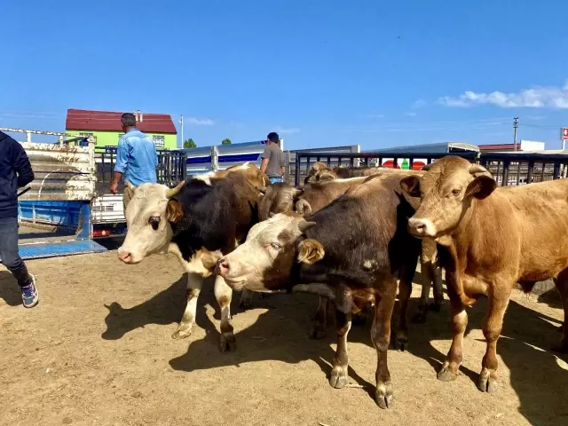 Ağrı'da kurbanlıklar pandemi gölgesinde görücüye çıktı Ağrı'da kurbanlıklar pandemi gölgesinde görücüye çıktı