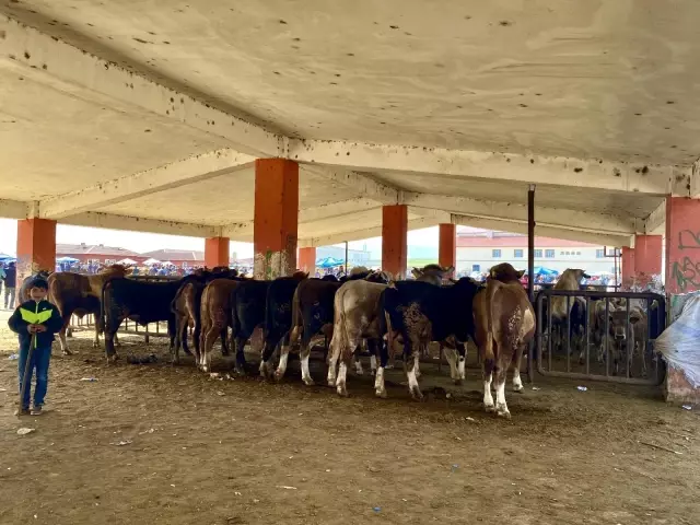 Ağrı'da kurbanlıklar pandemi gölgesinde görücüye çıktı Ağrı'da kurbanlıklar pandemi gölgesinde görücüye çıktı