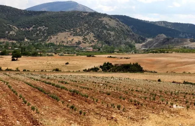 Akdeniz Üniversitesi aromatik bitkileri işleyerek ekonomik değere dönüştürecek Akdeniz Üniversitesi aromatik bitkileri işleyerek ekonomik değere dönüştürecek