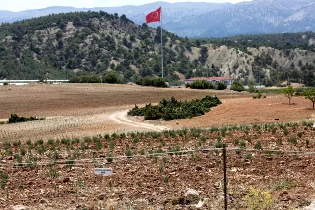 Akdeniz Üniversitesi aromatik bitkileri işleyerek ekonomik değere dönüştürecek Akdeniz Üniversitesi aromatik bitkileri işleyerek ekonomik değere dönüştürecek