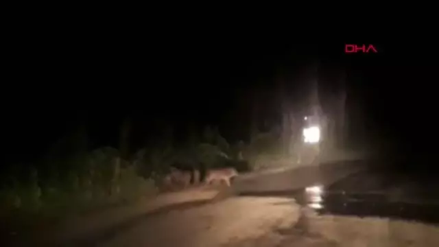 BURSA ŞEHRE İNEN DOMUZ VE YAVRULARI GÖRÜNTÜLENDİ BURSA ŞEHRE İNEN DOMUZ VE YAVRULARI GÖRÜNTÜLENDİ