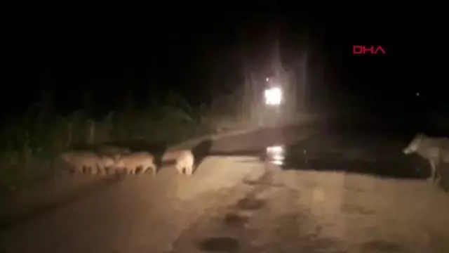 BURSA ŞEHRE İNEN DOMUZ VE YAVRULARI GÖRÜNTÜLENDİ