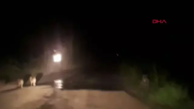 BURSA ŞEHRE İNEN DOMUZ VE YAVRULARI GÖRÜNTÜLENDİ