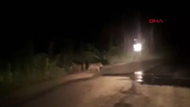 BURSA ŞEHRE İNEN DOMUZ VE YAVRULARI GÖRÜNTÜLENDİ