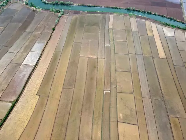 Çeltik tarlalarının sofraya uzanan yolculuğu başladı