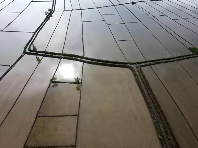Çeltik tarlalarının sofraya uzanan yolculuğu başladı