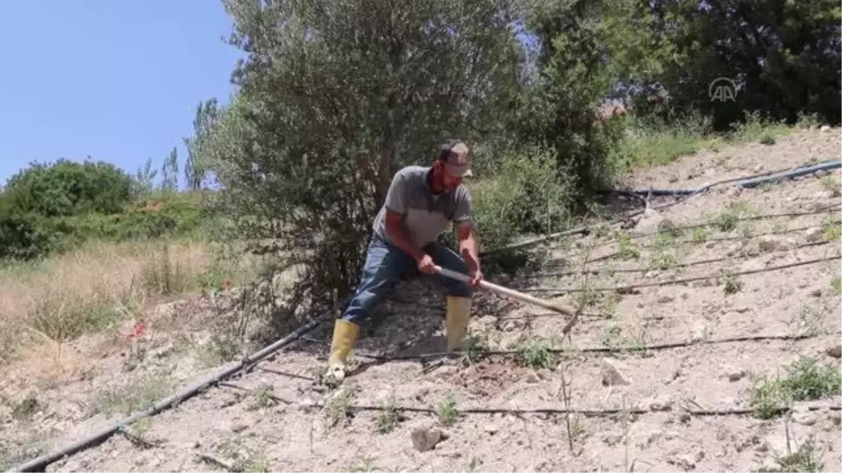 Çiftçiler, hibe desteği ile tıbbi ve aromatik bitkiler yetiştiriyor