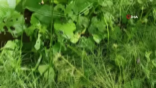 Dev çekirgeler bu kez Çatak'ta görüldü