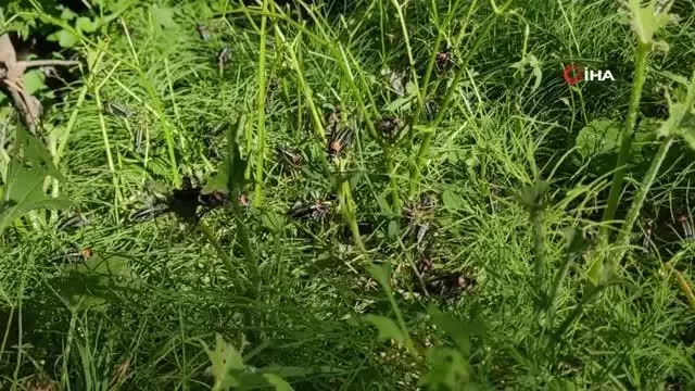 Dev çekirgeler bu kez Çatak'ta görüldü