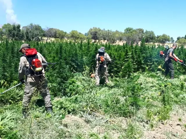 Diyarbakır'da terörün finans kaynağına büyük darbe: 344 noktada 22 milyon kök kenevir ile 190 kilogram esrar ele geçirildi