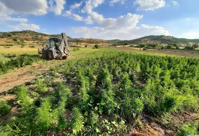 Diyarbakır'da terörün finans kaynağına büyük darbe: 344 noktada 22 milyon kök kenevir ile 190 kilogram esrar ele geçirildi