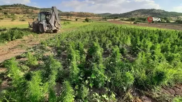 Diyarbakır'da terörün finans kaynağına büyük darbe: 344 noktada 22 milyon kök kenevir ile 190 kilogram esrar ele geçirildi Diyarbakır'da terörün finans kaynağına büyük darbe: 344 noktada 22 milyon kök kenevir ile 190 kilogram esrar ele geçirildi