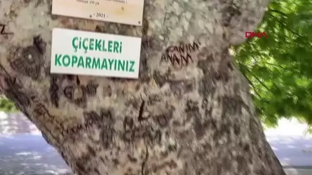 GÜLNAR'DA 4 ÇINAR AĞACI TESCİLLENDİ