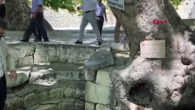 GÜLNAR'DA 4 ÇINAR AĞACI TESCİLLENDİ