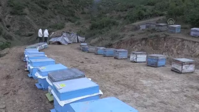 'Hobi kovanı' projesiyle vatandaşlar kendi balını üretebilecek