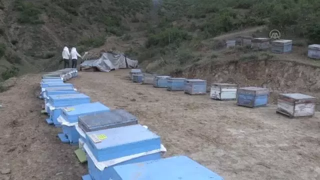 'Hobi kovanı' projesiyle vatandaşlar kendi balını üretebilecek