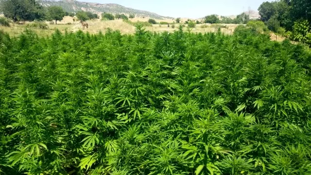 Diyarbakır'da terörün finans kaynağına büyük darbe: 344 noktada 22 milyon kök kenevir ile 190 kilogram esrar ele geçirildi