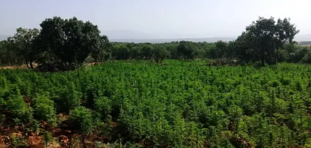 Diyarbakır'da terörün finans kaynağına büyük darbe: 344 noktada 22 milyon kök kenevir ile 190 kilogram esrar ele geçirildi