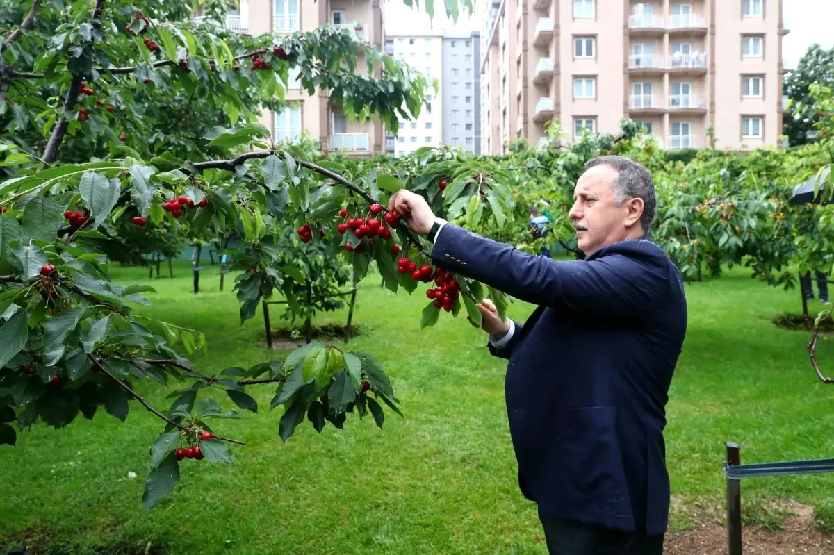 Yaz Güzeli Kirazlar Bu Yıl Filyasyon Ekipleri İçin Toplandı