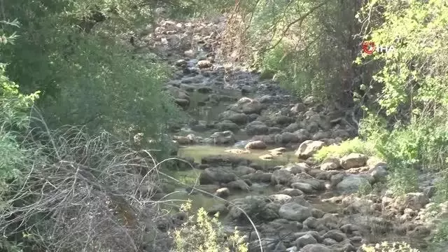 Koyunlar 8 asır sonra kuraklığa rağmen yapay gölette suya girecek