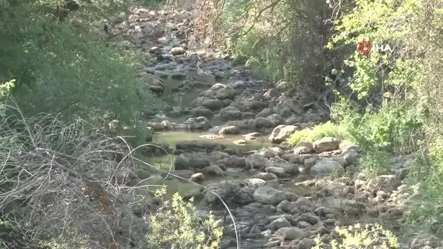 Koyunlar 8 asır sonra kuraklığa rağmen yapay gölette suya girecek
