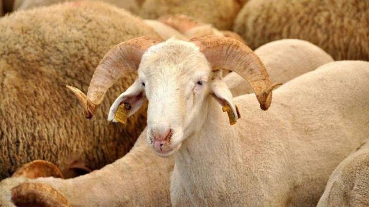 Kurban Bayramı'na kaç gün kaldı? 2021 Kurban Bayramı ne zaman, hangi günler? Kurban Bayramı 1. 2. 3. ve 4. günleri! Bayrama kaç gün var?