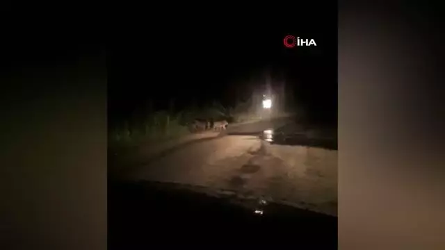 Şehre inen domuzlar ezilmekten son anda kurtuldu
