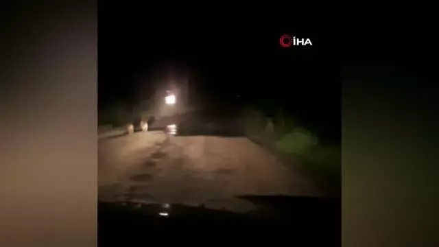 Şehre inen domuzlar ezilmekten son anda kurtuldu